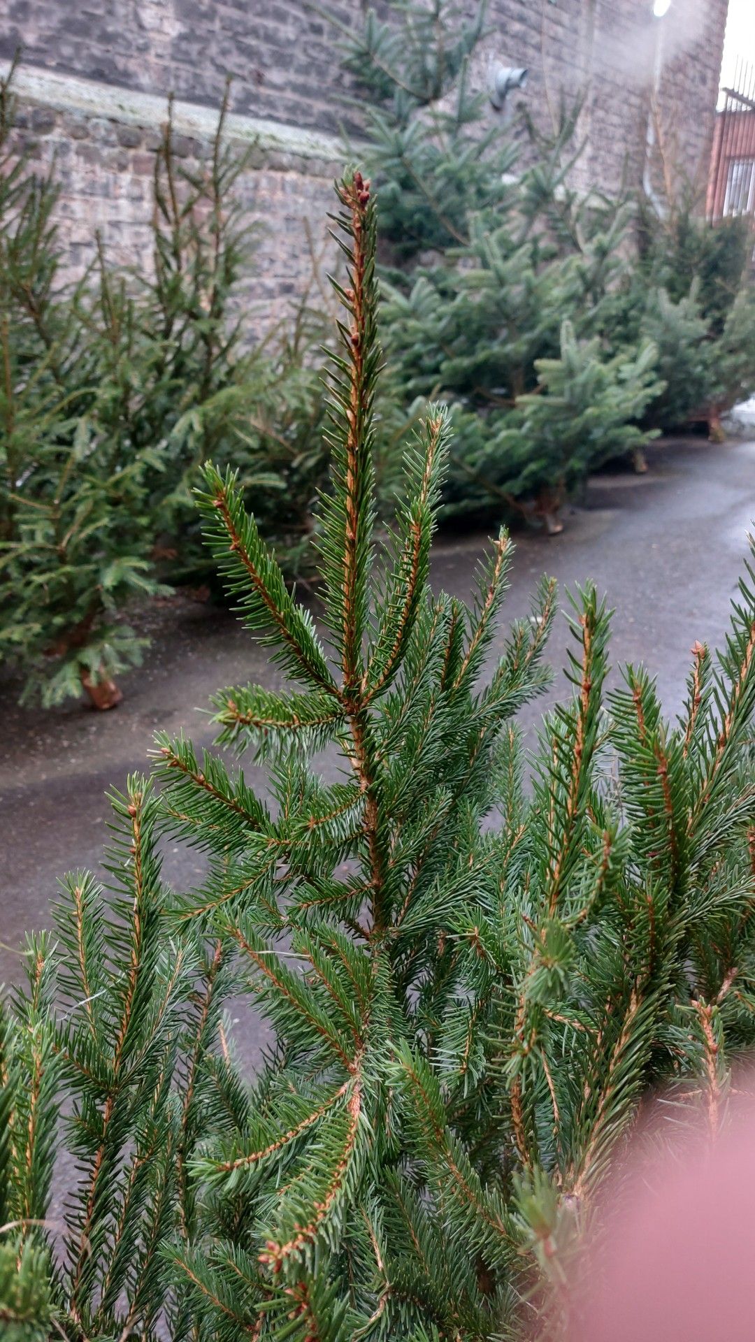 Sapin Épicéa, silhouette traditionnelle, aiguilles vertes
